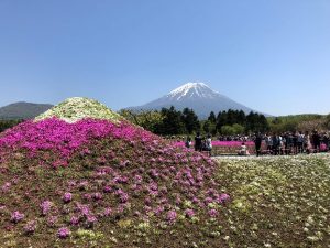 芝さくら